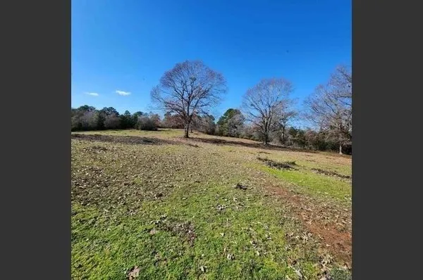 a view of a yard with a tree in the background