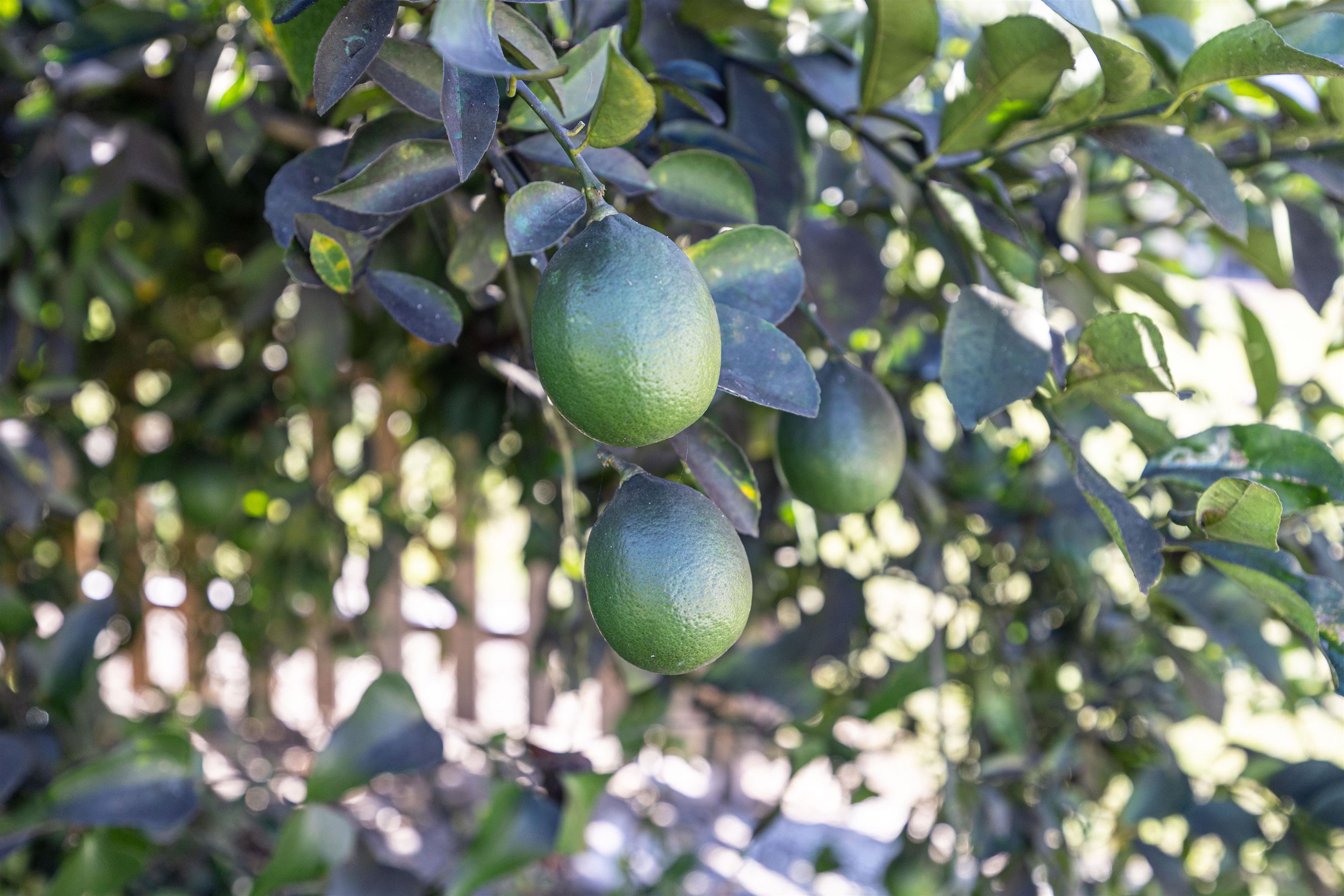 983 St Thomas Church Road Madison, FL 32340 - Photo 51 of 57