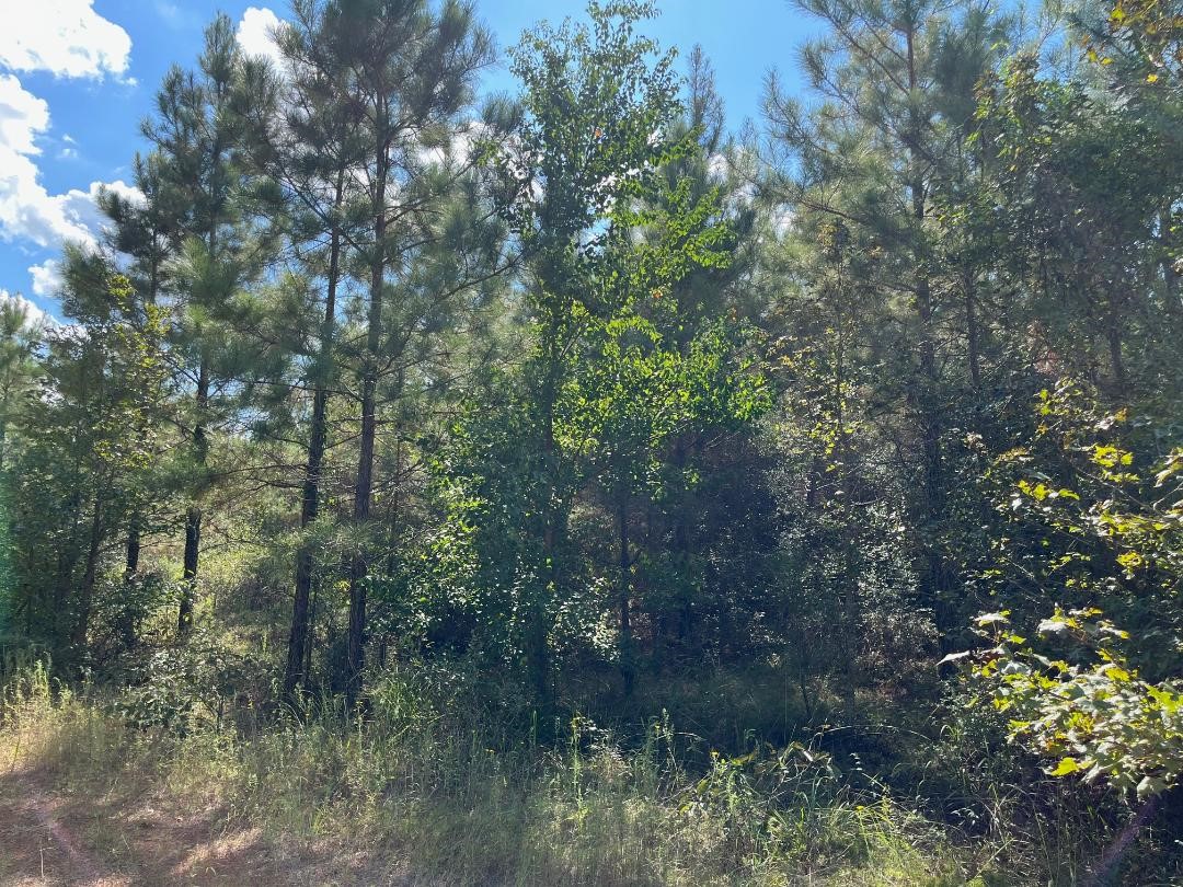 16023 Ridge Oak Road Willis, TX 77378 - Photo 4 of 7 a view of a forest with a tree