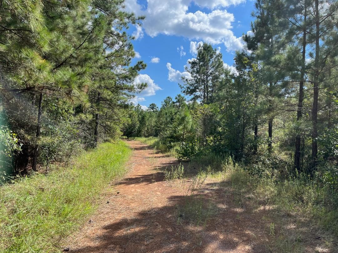 16023 Ridge Oak Road Willis, TX 77378 - Photo 5 of 7 a view of lake from a yard