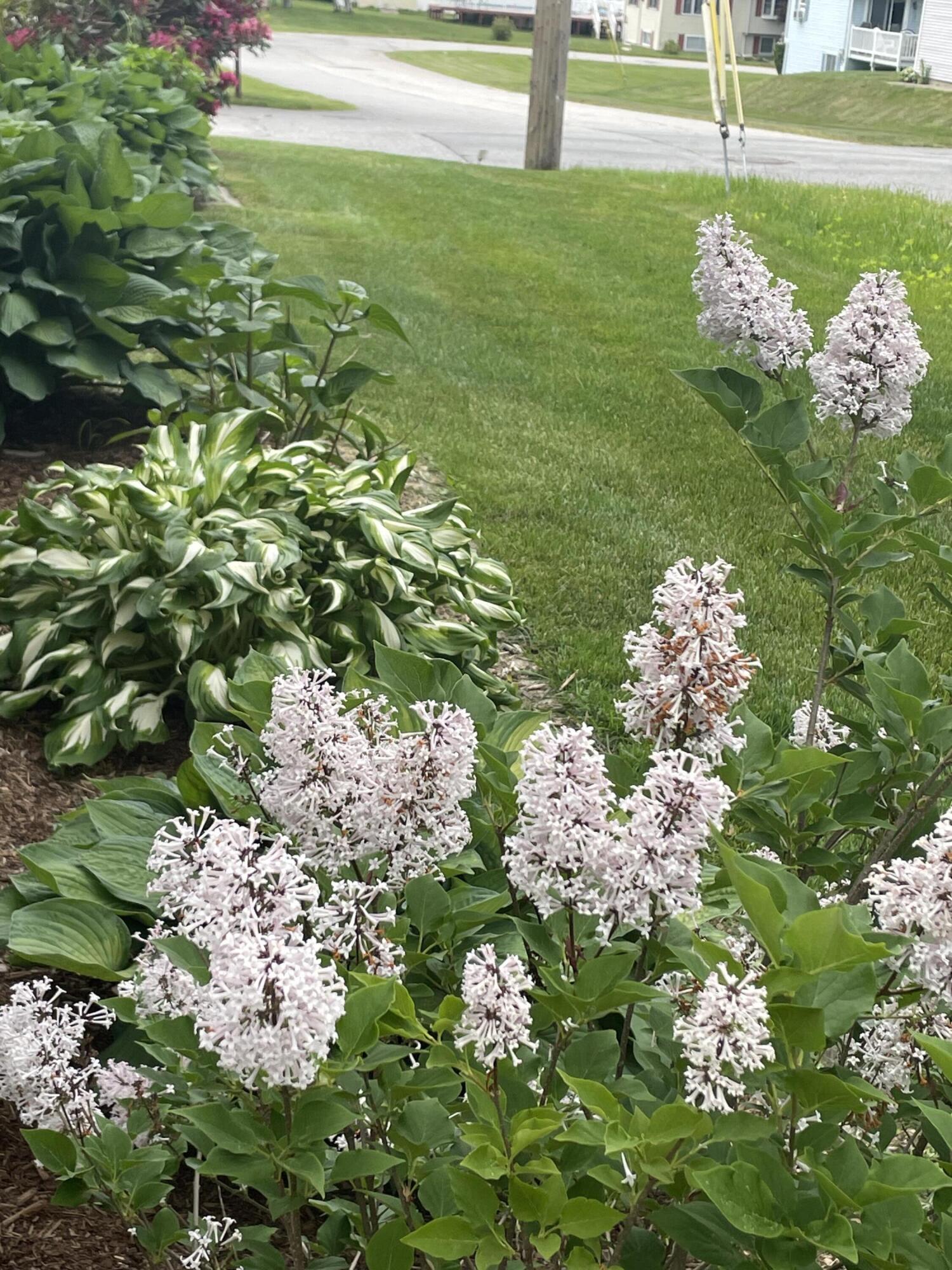 25 Shank Street Lewiston, ME 04240 - Photo 49 of 53 IMG_9384