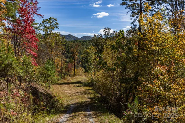 a view of a tree in a yard