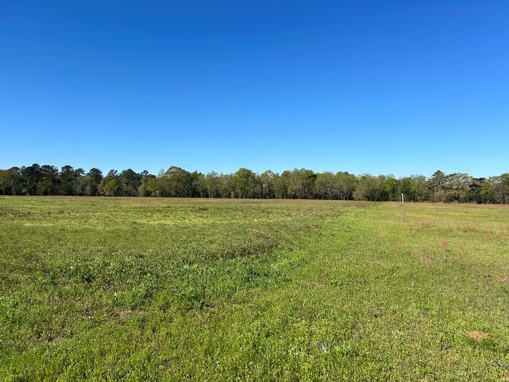 16.14-ac Lees Bridge Road Midland City, AL 36350 - Photo 10 of 28