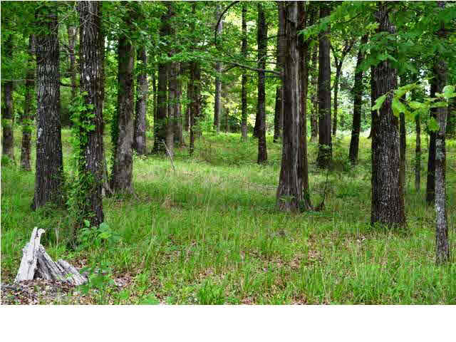 6951 Ebenezer-Pickens Road Pickens, MS 39146 - Photo 13 of 24 Photo 13