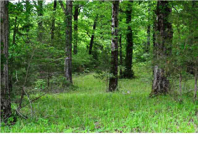 6951 Ebenezer-Pickens Road Pickens, MS 39146 - Photo 8 of 24 Photo 8