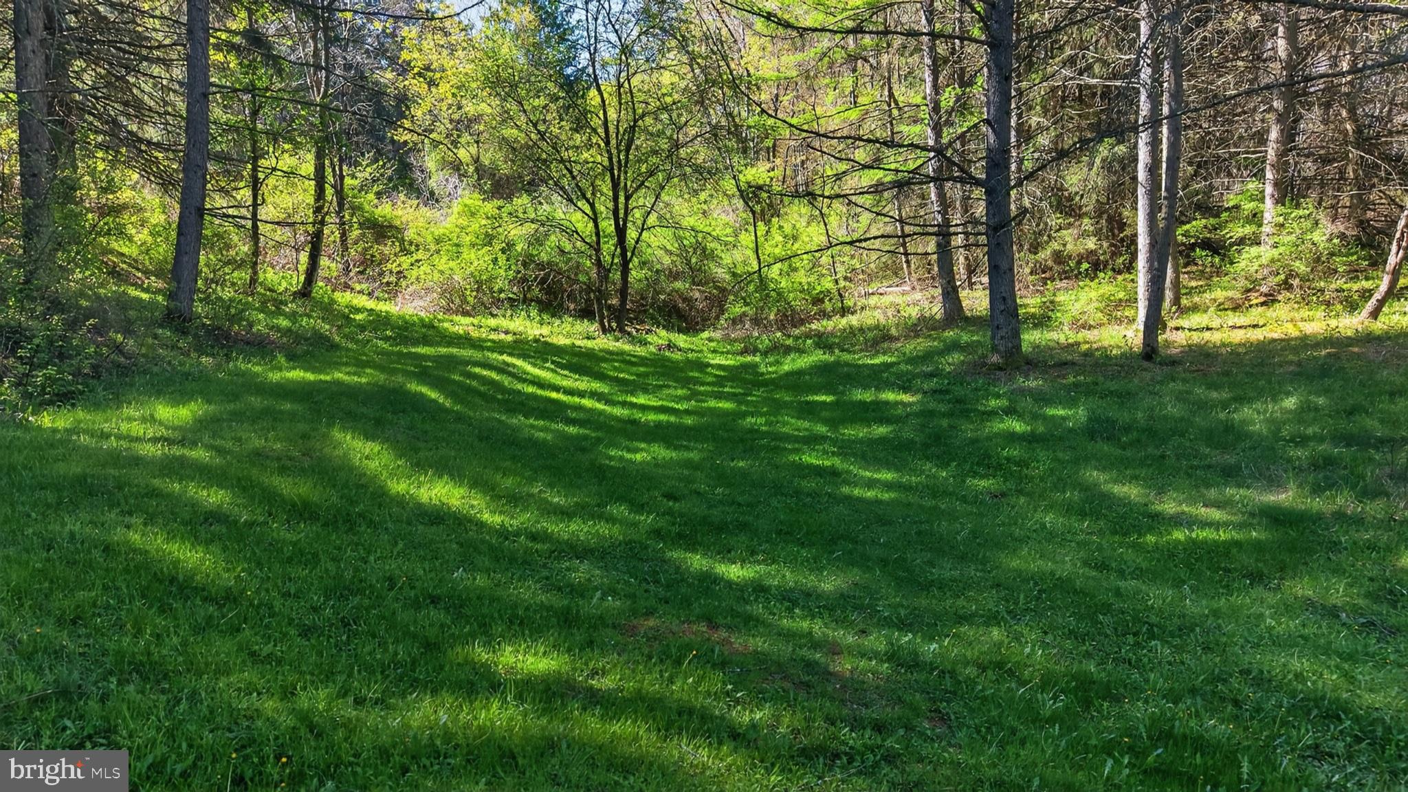 259 A A-Frame Road Coudersport, PA 16915 - Photo 99 of 130 Sunlit glade embraced by trees.