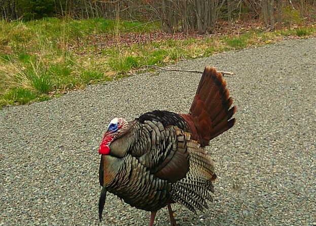 Lot 12 South Road Dixmont, ME 04932 - Photo 32 of 34 Beautiful Turkey in the Driveway