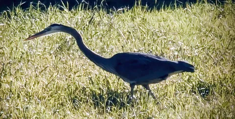 $2,265,000 | 136 Peacock Drive, San Rafael, CA 94901