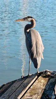 $2,265,000 | 136 Peacock Drive, San Rafael, CA 94901