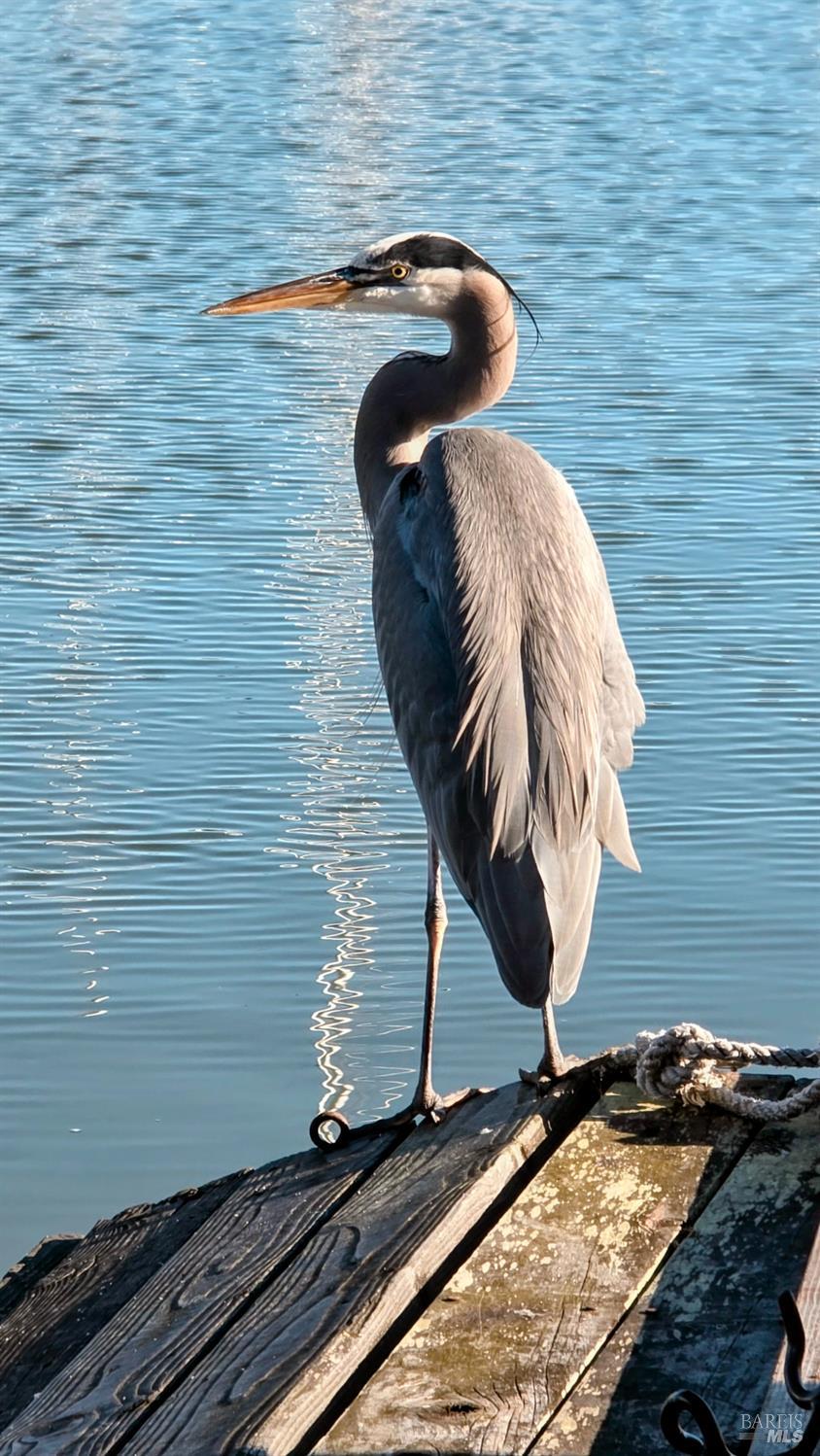 136 Peacock Drive San Rafael, CA 94901 - Photo 38 of 46