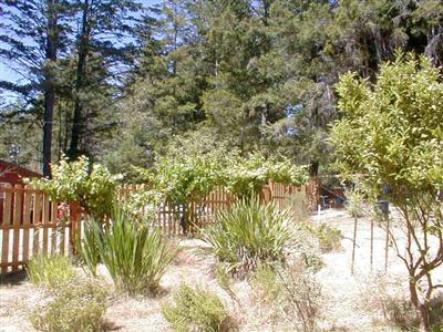 35840 Tan Bark Road Gualala, CA 95445 - Photo 3 of 7 a view of a garden with plants and large trees