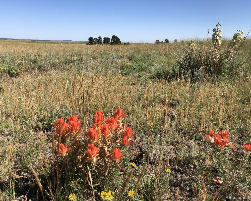 3 County Road 94 Elbert, CO 80106 - Photo 2 of 15