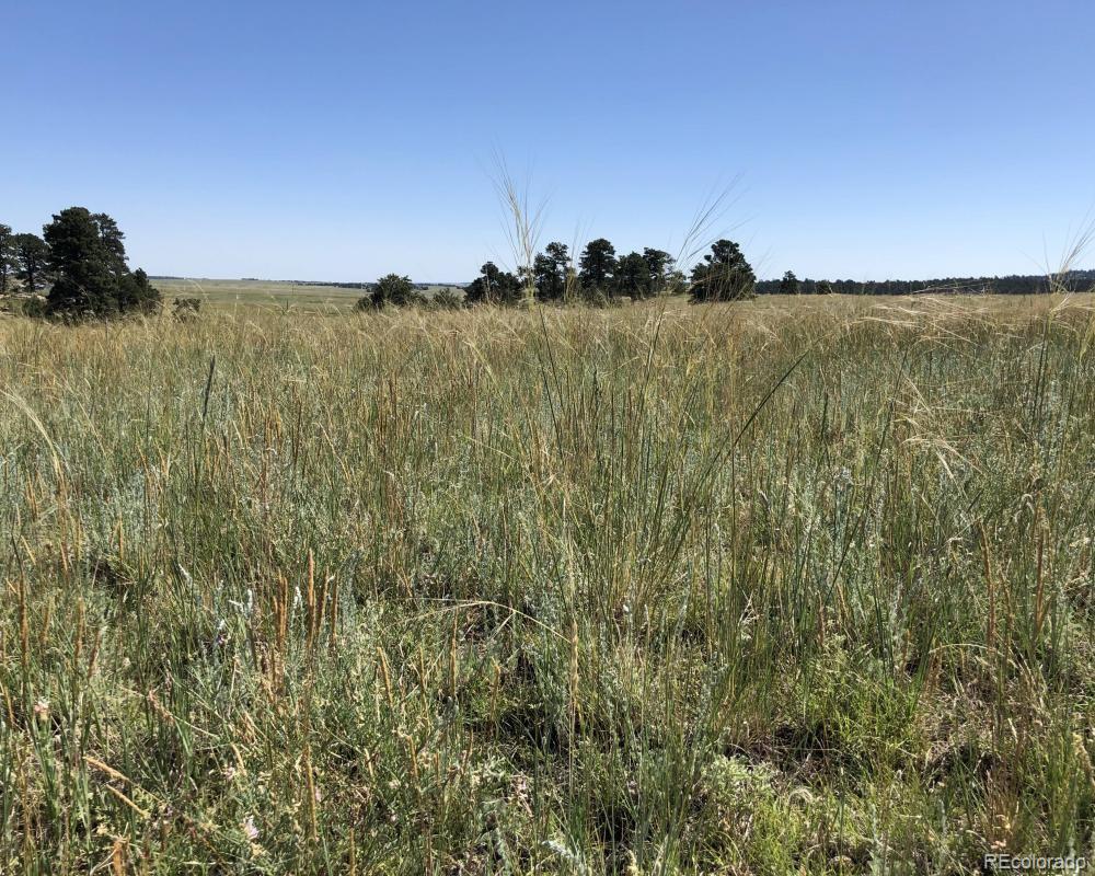 3 County Road 94 Elbert, CO 80106 - Photo 5 of 15