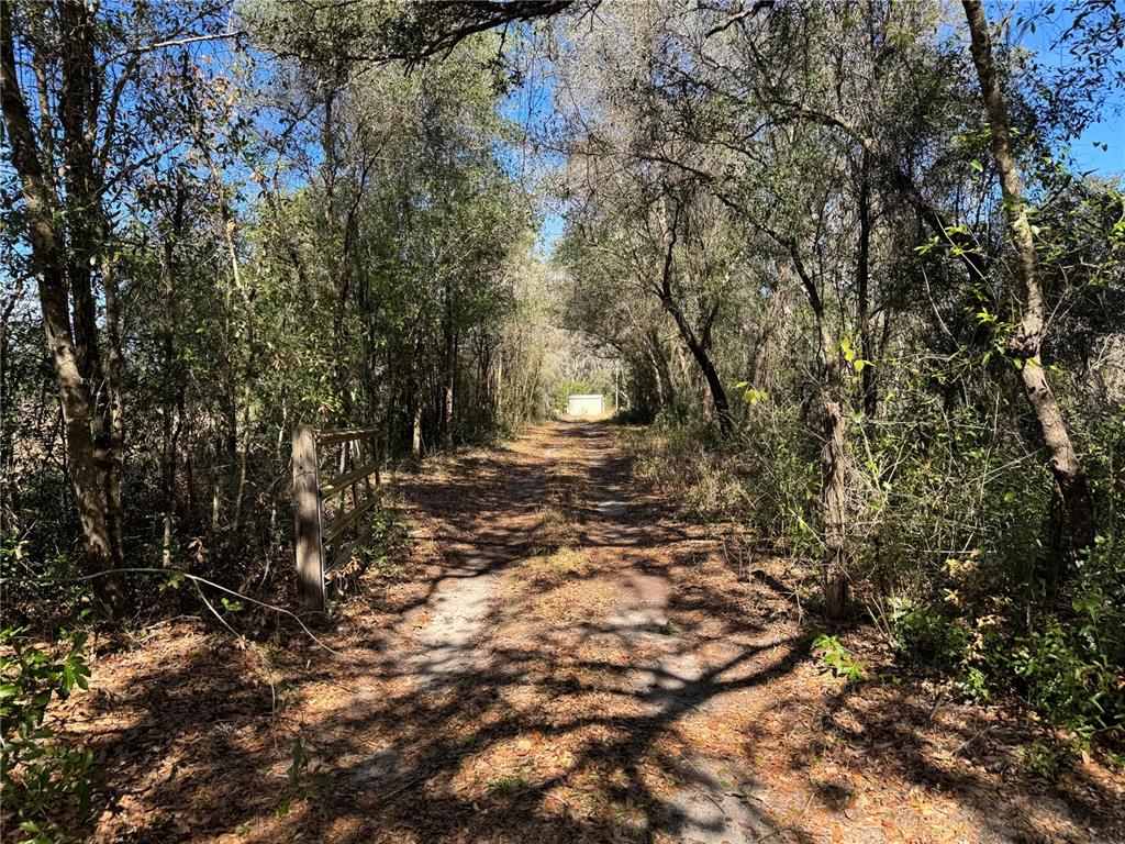 6704 Ike Smith Road Plant City, FL 33565 - Photo 15 of 26 a view of a forest with trees