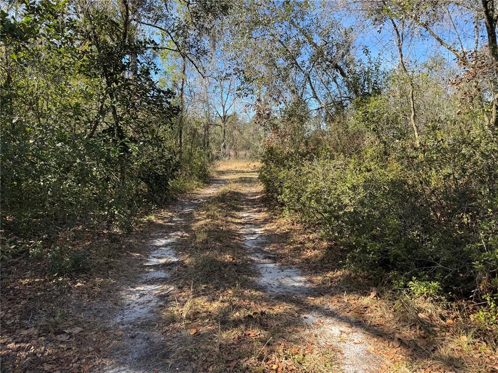 6704 Ike Smith Road Plant City, FL 33565 - Photo 16 of 26 a view of a tree with a yard