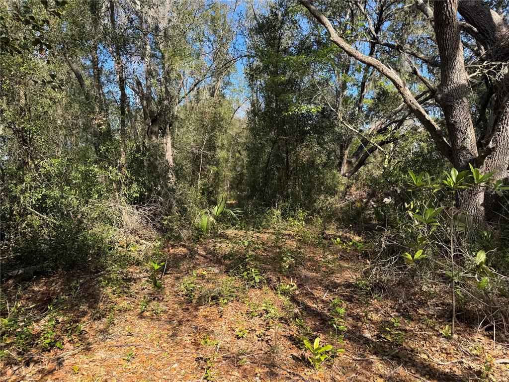 6704 Ike Smith Road Plant City, FL 33565 - Photo 17 of 26 a view of a yard with a tree