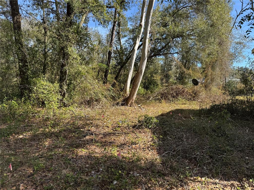 6704 Ike Smith Road Plant City, FL 33565 - Photo 18 of 26 a view of a yard with large trees