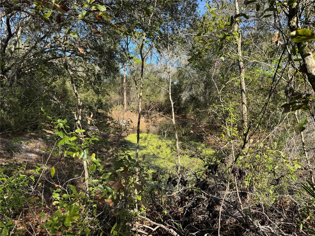 6704 Ike Smith Road Plant City, FL 33565 - Photo 22 of 26 a view of a forest