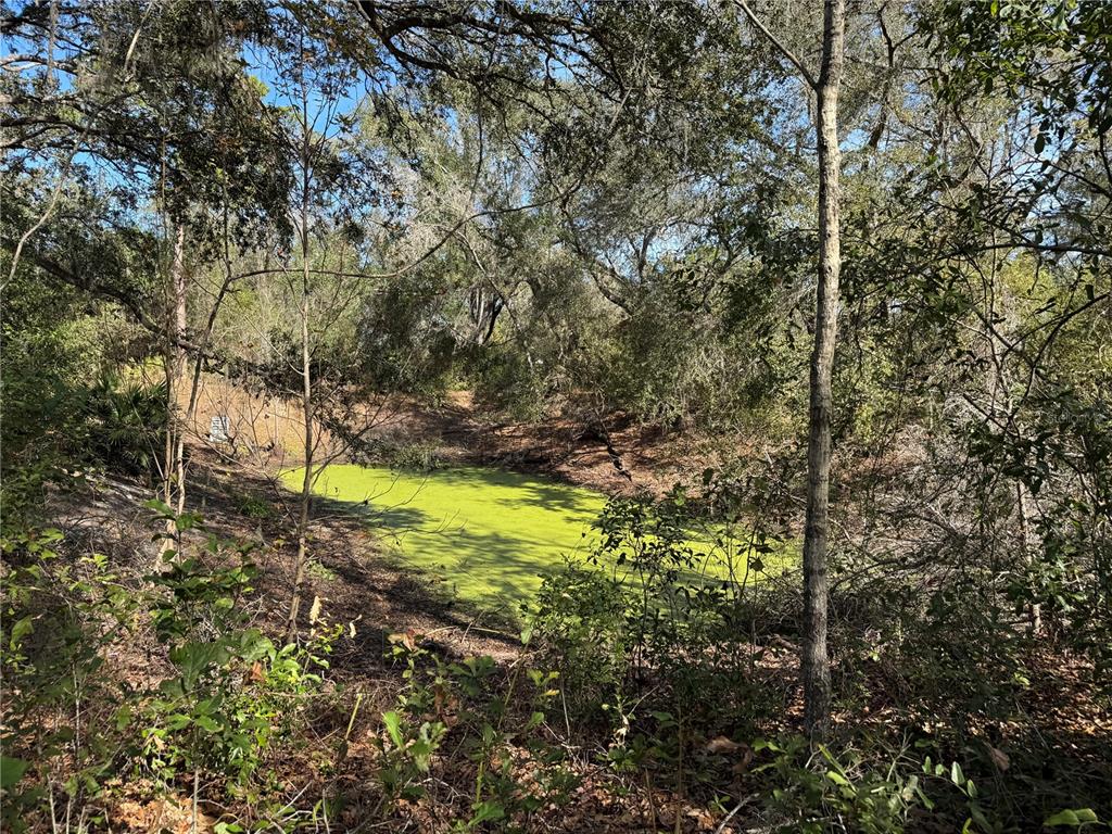 6704 Ike Smith Road Plant City, FL 33565 - Photo 23 of 26 a view of a yard with plants