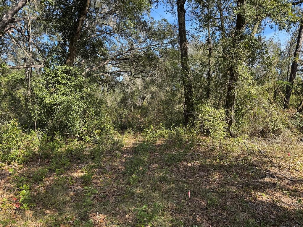 6704 Ike Smith Road Plant City, FL 33565 - Photo 24 of 26 a view of a tree