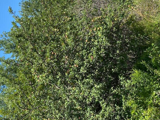 0 Pulcifur Road Mapleton, ME 04757 - Photo 13 of 19 Apple Trees