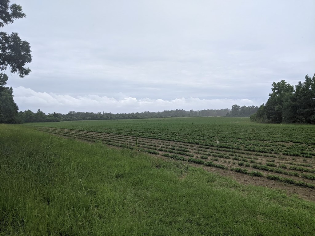 0 Ed Tolar Road Pansey, AL 36370 - Photo 5 of 7