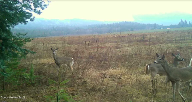 $325,000 | 340 Bayview Road, Athol, ID 83801