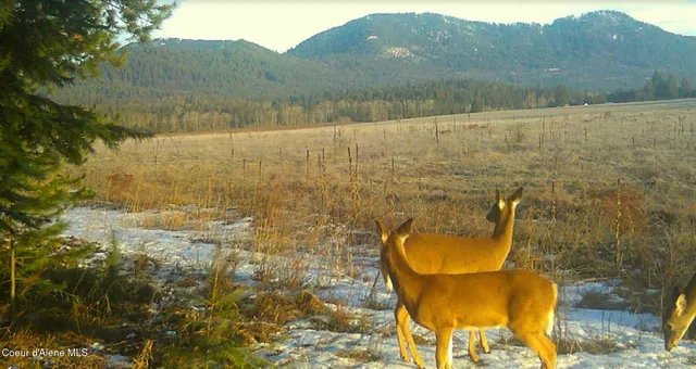 $325,000 | 340 Bayview Road, Athol, ID 83801