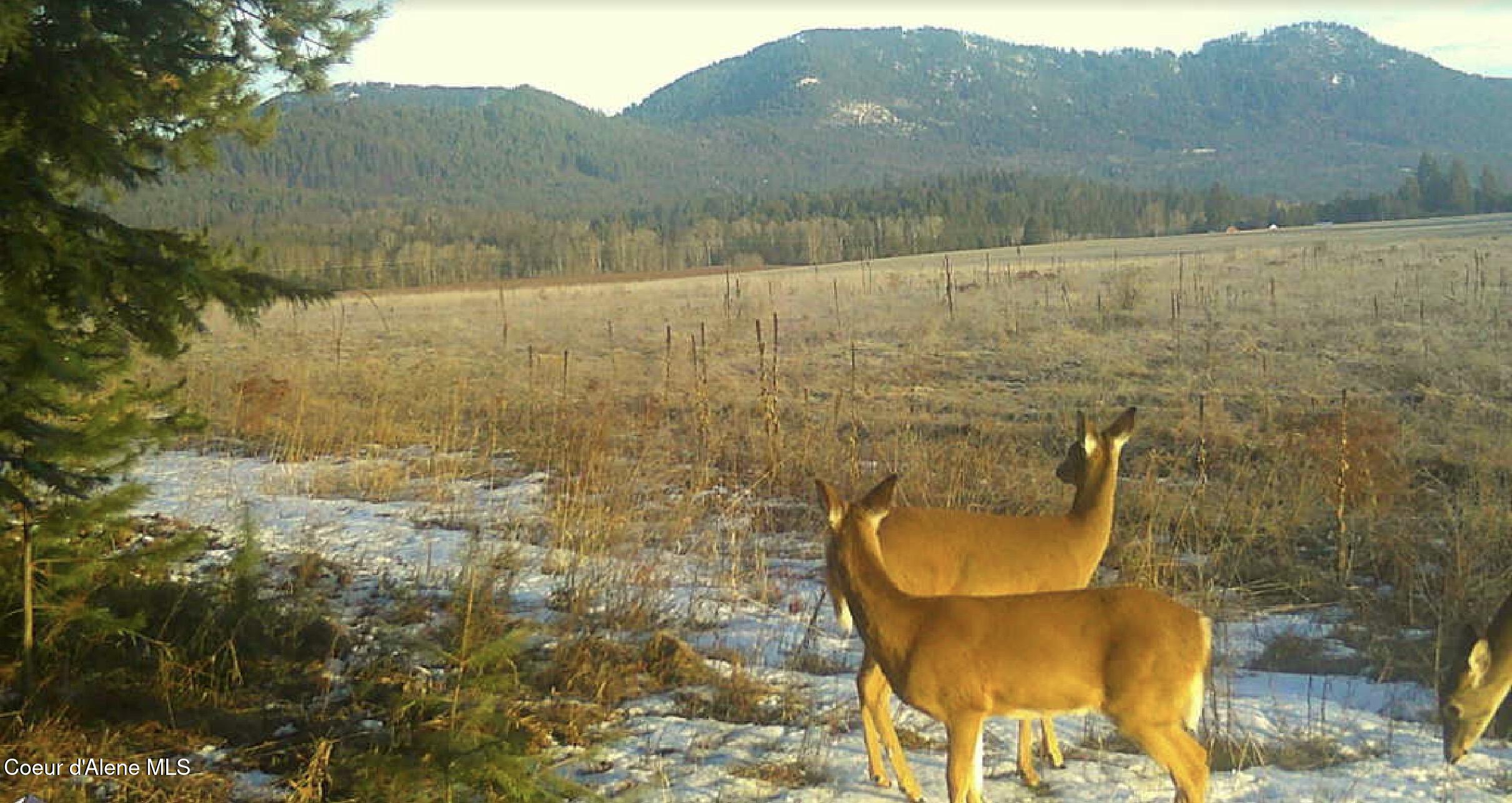 340 Bayview Road Athol, ID 83801 - Photo 17 of 24 IMG_0198