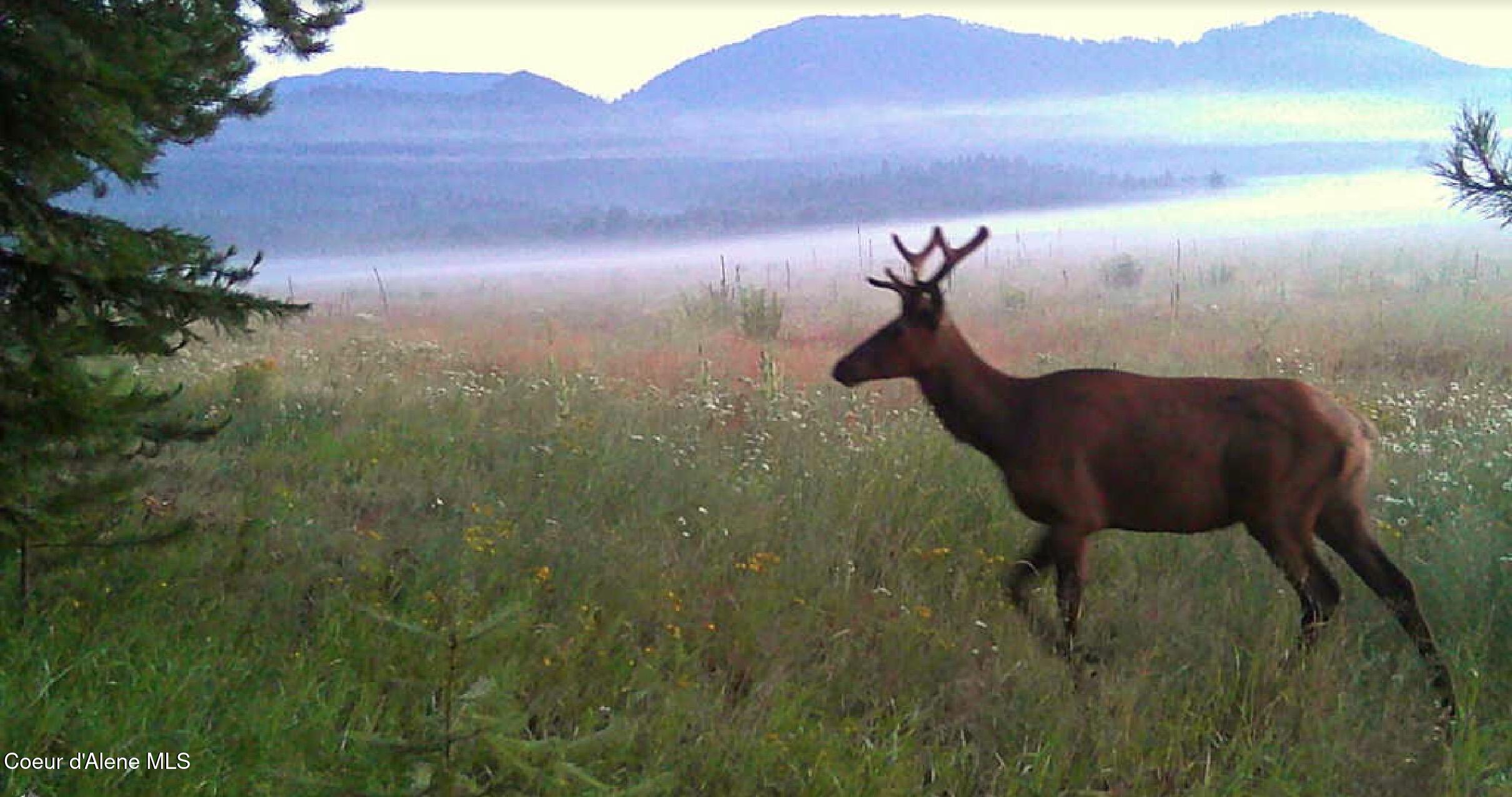 340 Bayview Road Athol, ID 83801 - Photo 18 of 24 IMG_0200