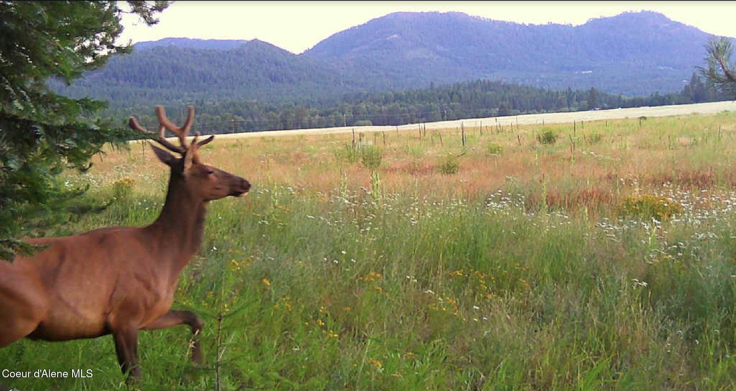 340 Bayview Road Athol, ID 83801 - Photo 2 of 24 IMG_0199