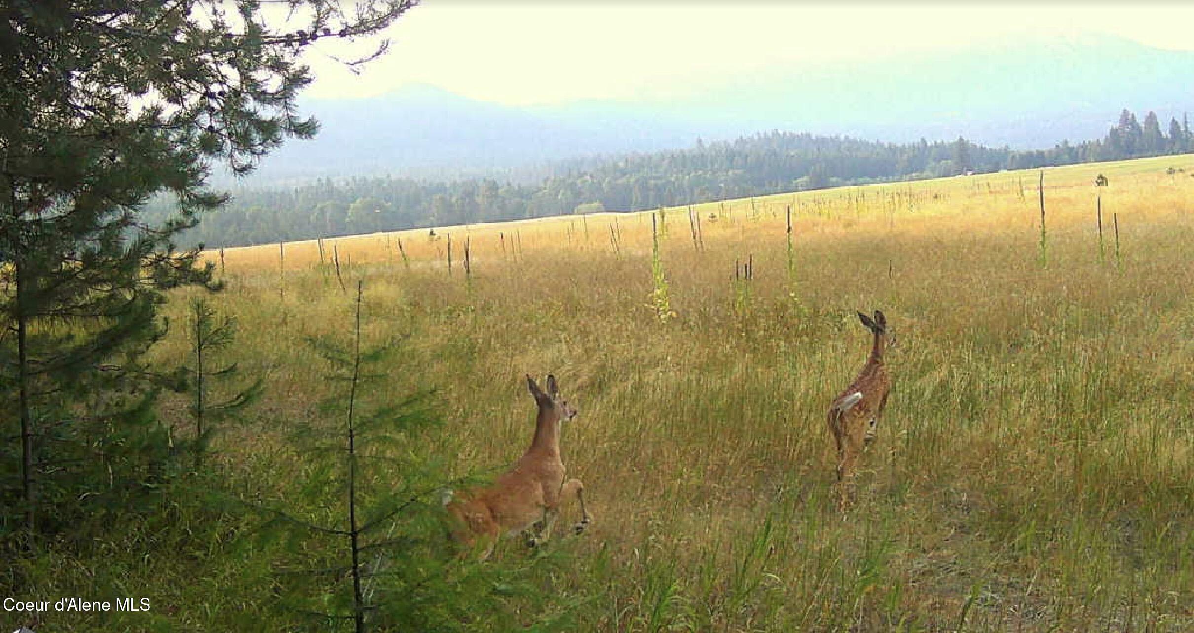 340 Bayview Road Athol, ID 83801 - Photo 22 of 24 IMG_0194