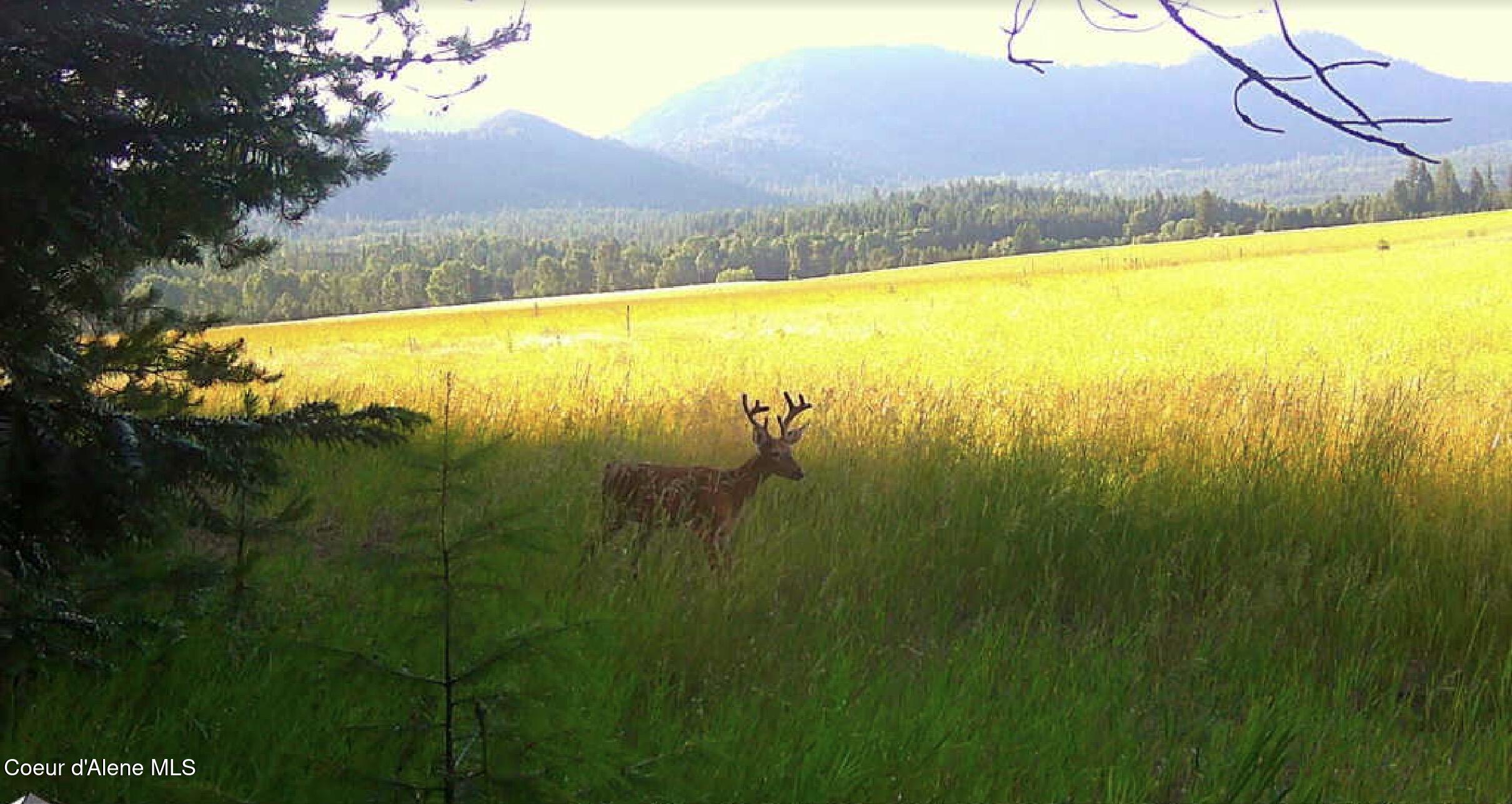 340 Bayview Road Athol, ID 83801 - Photo 24 of 24 IMG_0196
