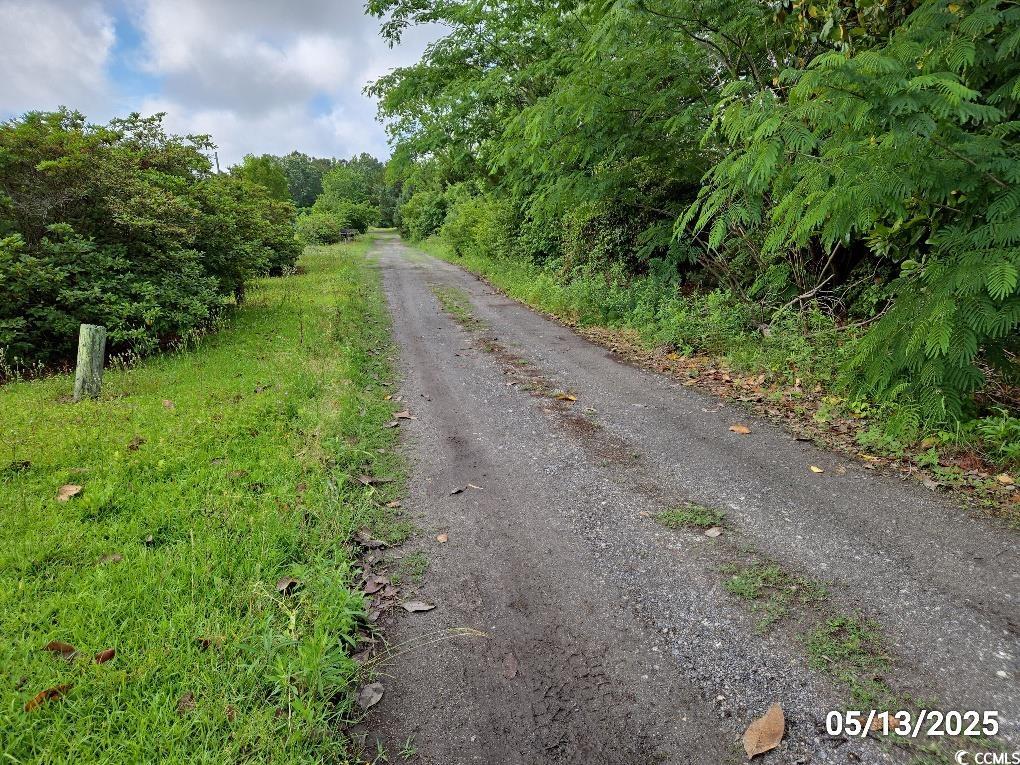11 Lilac Lane Nesmith, SC 29580 - Photo 5 of 34 View of street with a forest view