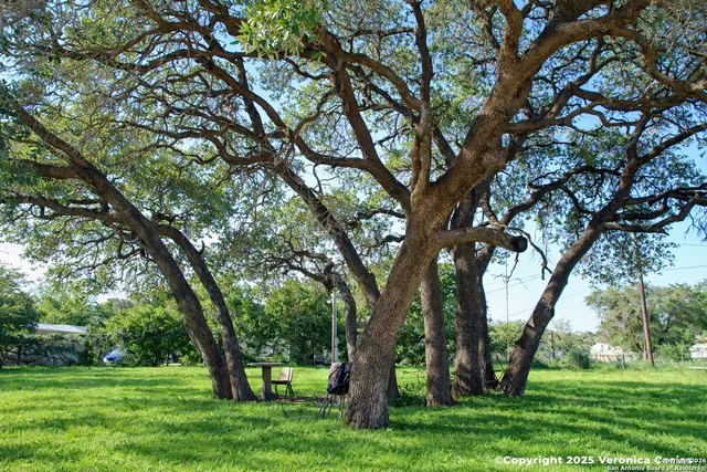 a view of trees in a yard with trees