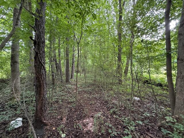 0 Northeast Keith Valley Road Cohutta, GA 30710 - Photo 15 of 15 IMG_6449