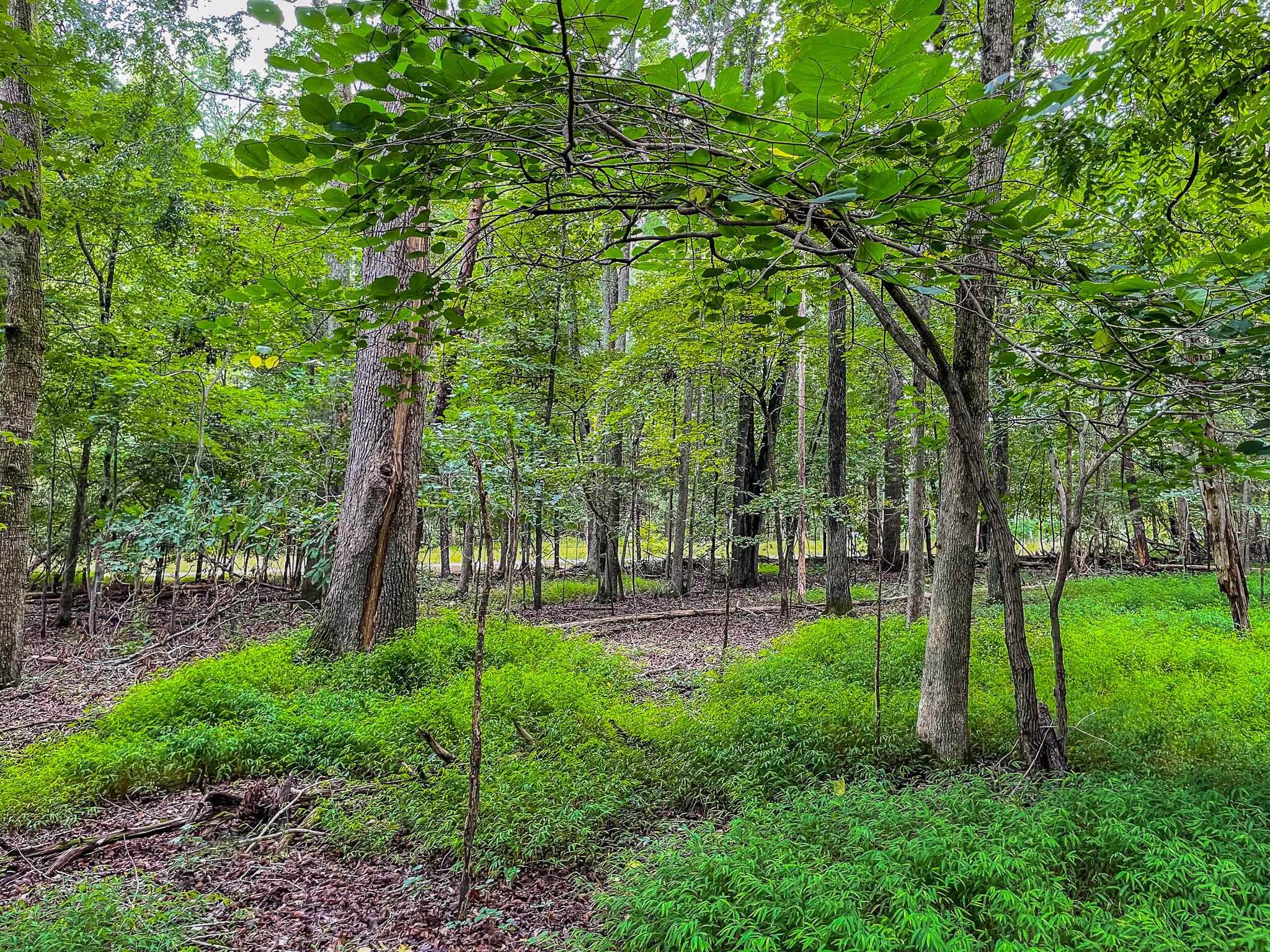 Lot E Amber Road Timberlake, NC 27583 - Photo 8 of 17 Photo 8
