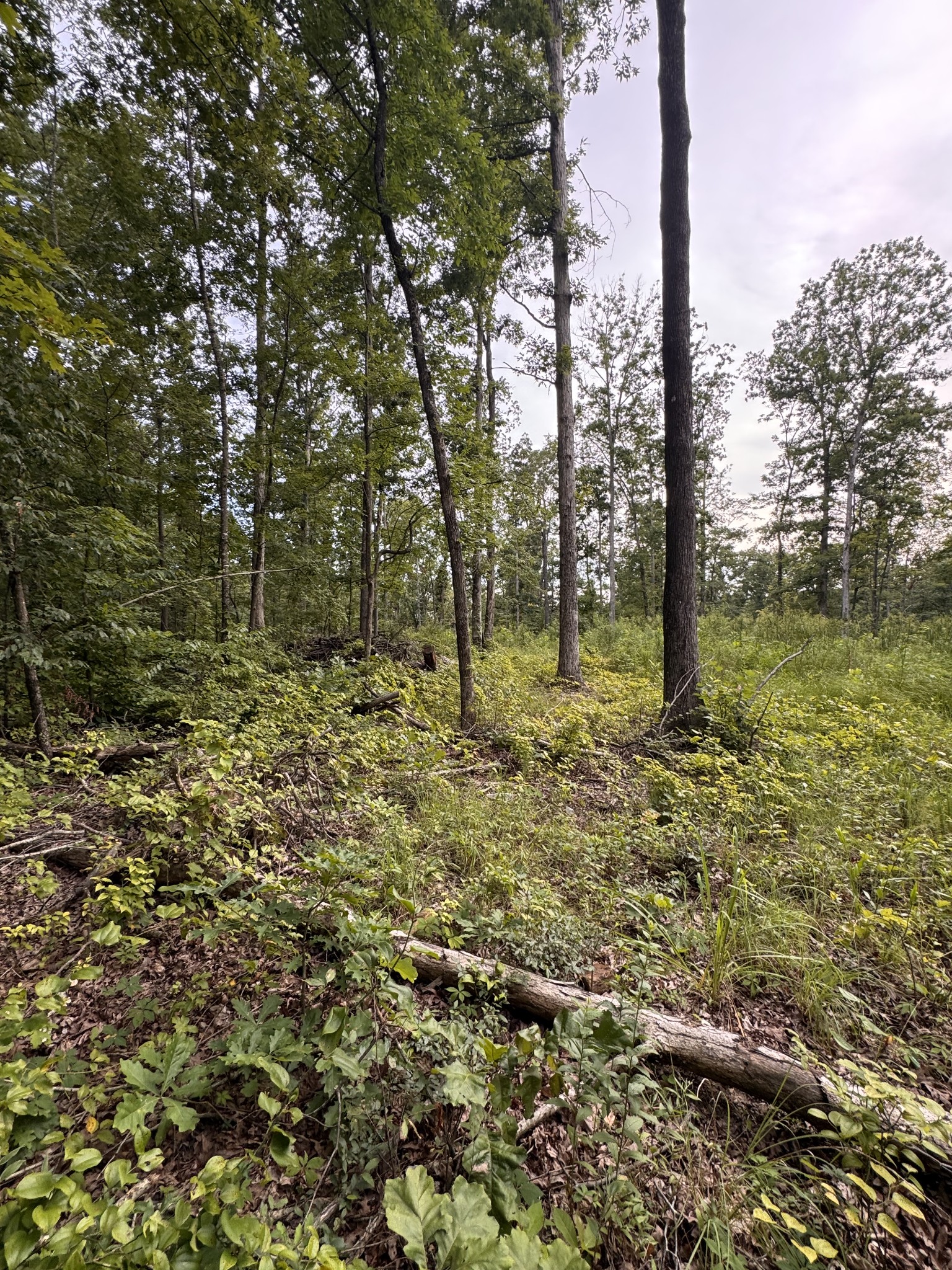 0 Old Lockhart Road Tennessee Ridge, TN 37178 - Photo 3 of 8 a big yard with lots of green space and trees