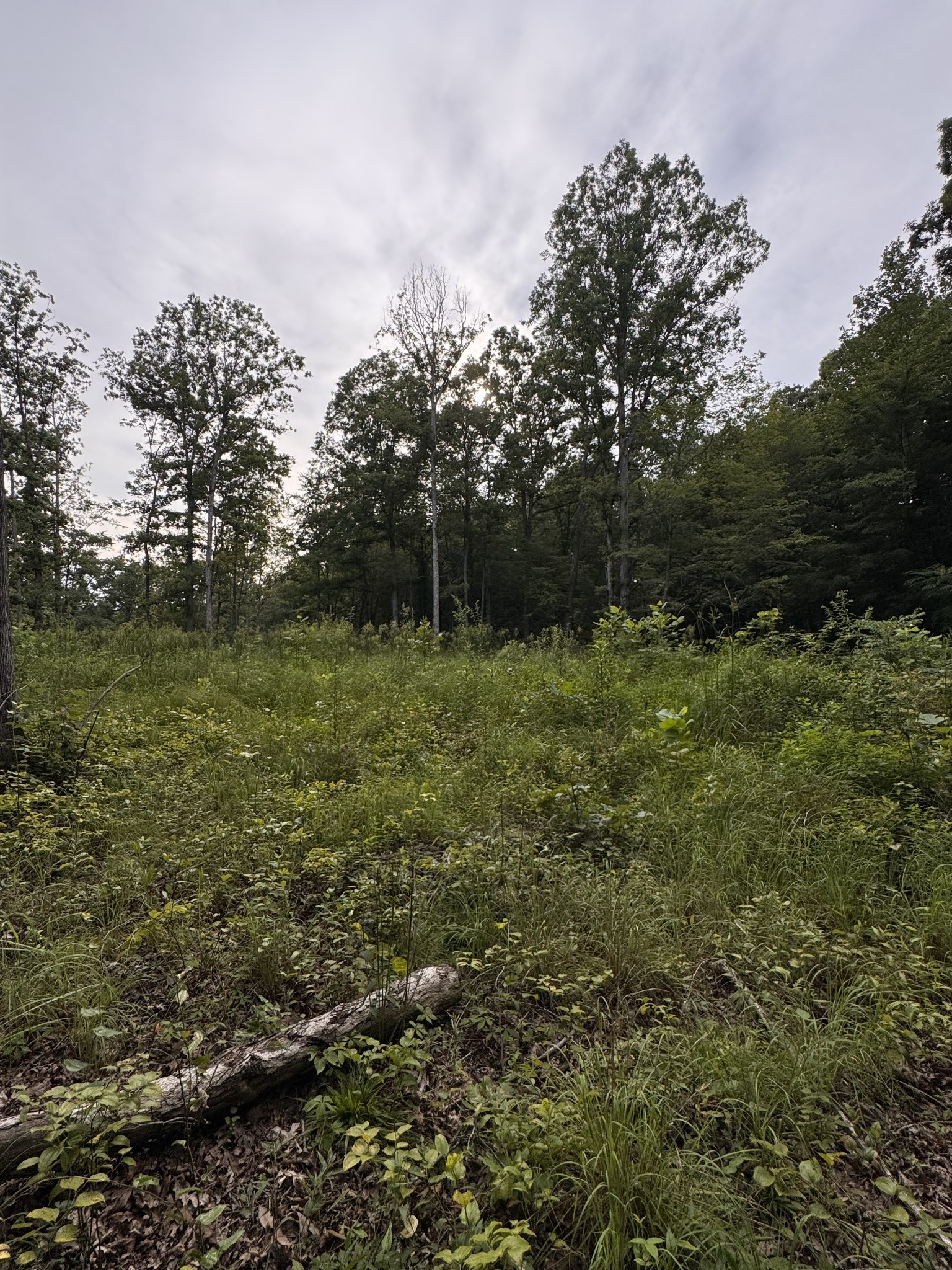 0 Old Lockhart Road Tennessee Ridge, TN 37178 - Photo 4 of 8 a view of outdoor space with trees all around