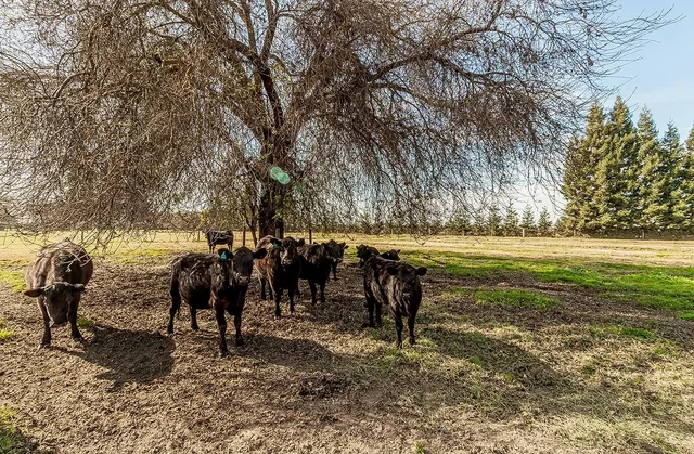 $1,550,000 | 3670 South Newmark Avenue, Sanger, CA 93657