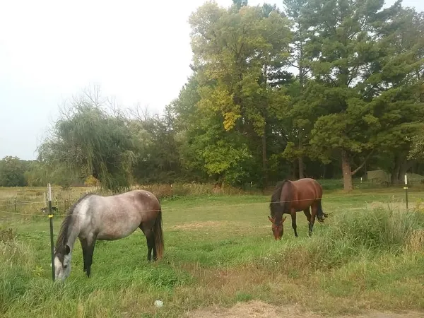 $499,900 | 2599 Olympic Street, Brook Park, MN 55007