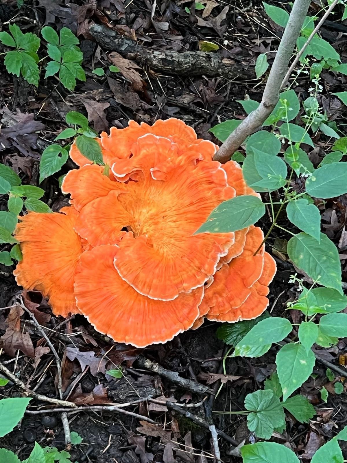 245 Whitetail Way, Unit 23 Deerfield, WI 53531 - Photo 16 of 19