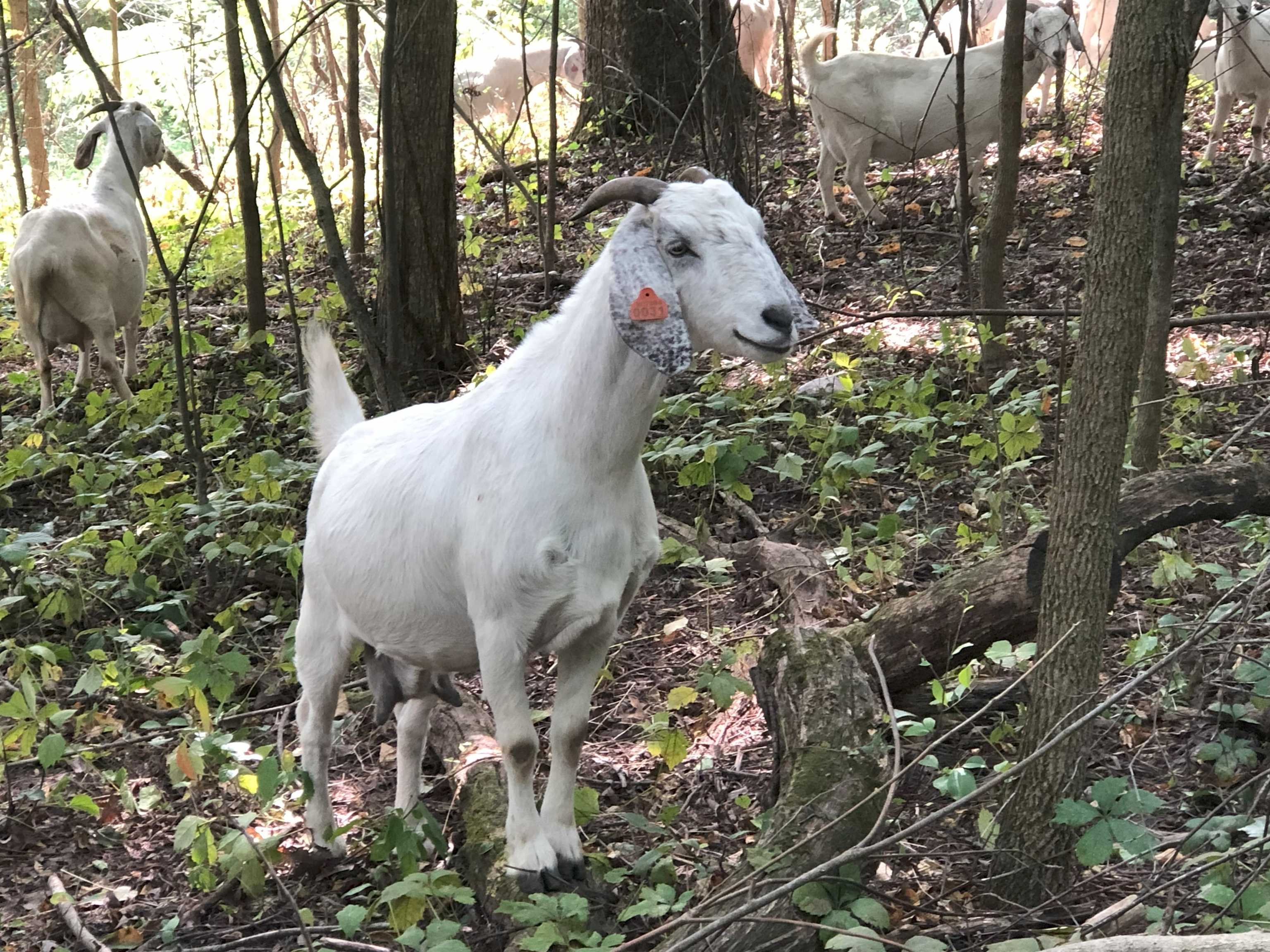 245 Whitetail Way, Unit 23 Deerfield, WI 53531 - Photo 40 of 44