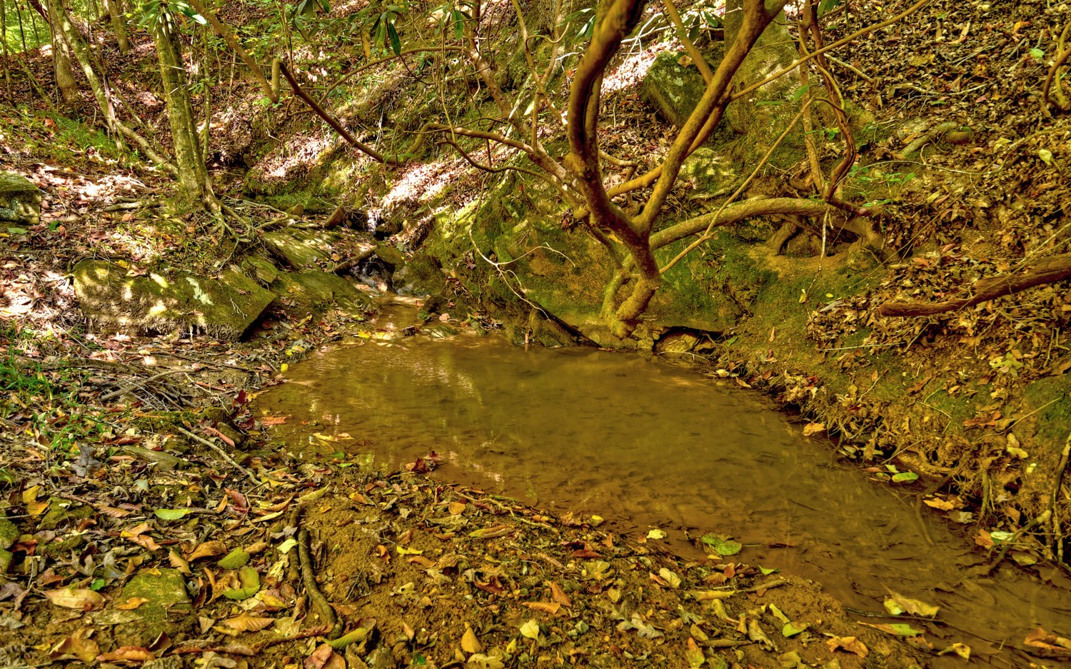 63 Chimney Court Ellijay, GA 30540 - Photo 36 of 49 a view of yard from a tree