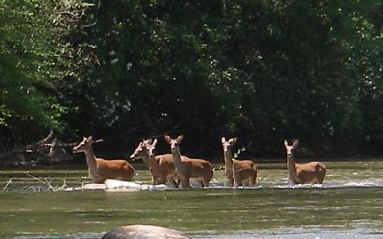 63 Chimney Court Ellijay, GA 30540 - Photo 46 of 49 a view of a lake with houses