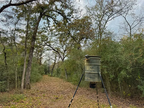 a pathway of a forest
