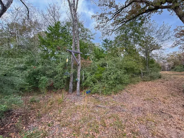 a view of a forest with trees in the background