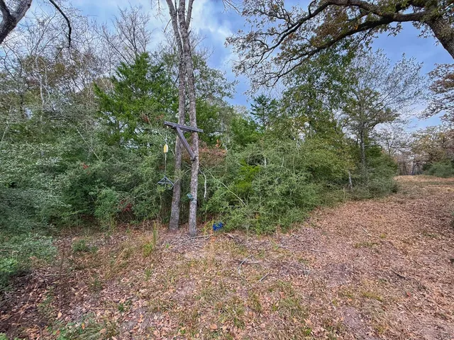 a view of a forest with trees in the background