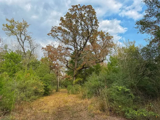 a view of a yard with plants and trees