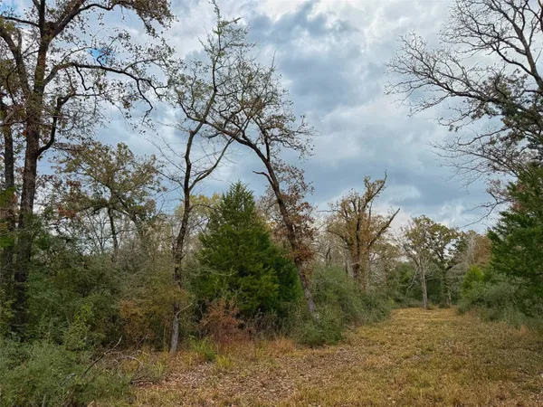a view of a yard with large trees